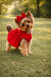 Dog red bow dress, birthday dress, Valentines day dress, Christmas Outfit