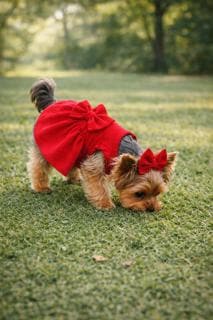 Dog red bow dress, birthday dress, Valentines day dress, Christmas Outfit