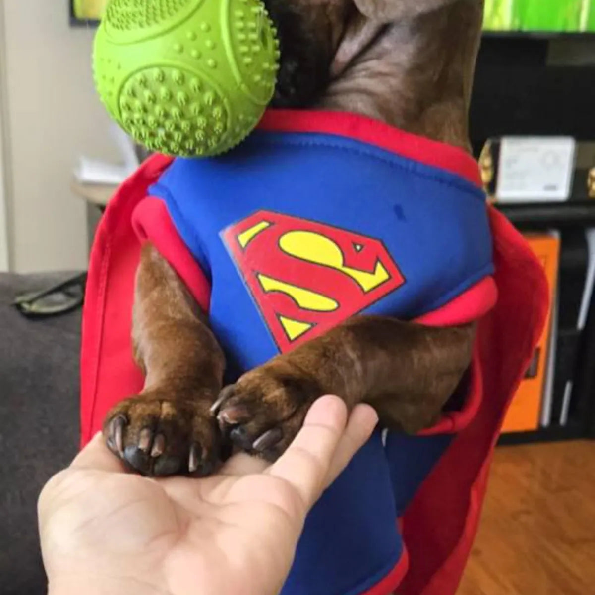 Superhero Dog Costume with Cape – Halloween Pet Costume for Small Dogs