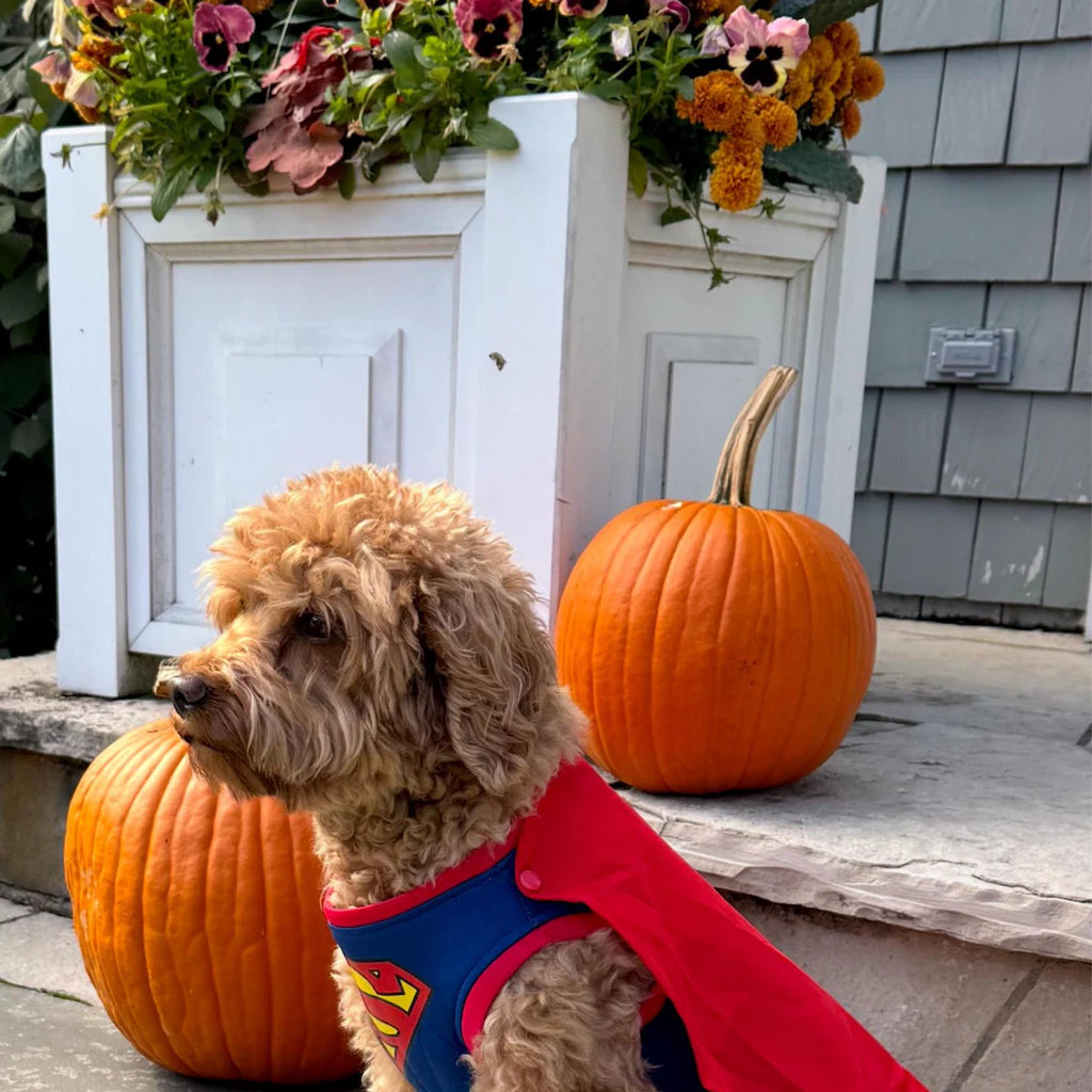 Superhero Dog Costume with Cape – Halloween Pet Costume for Small Dogs
