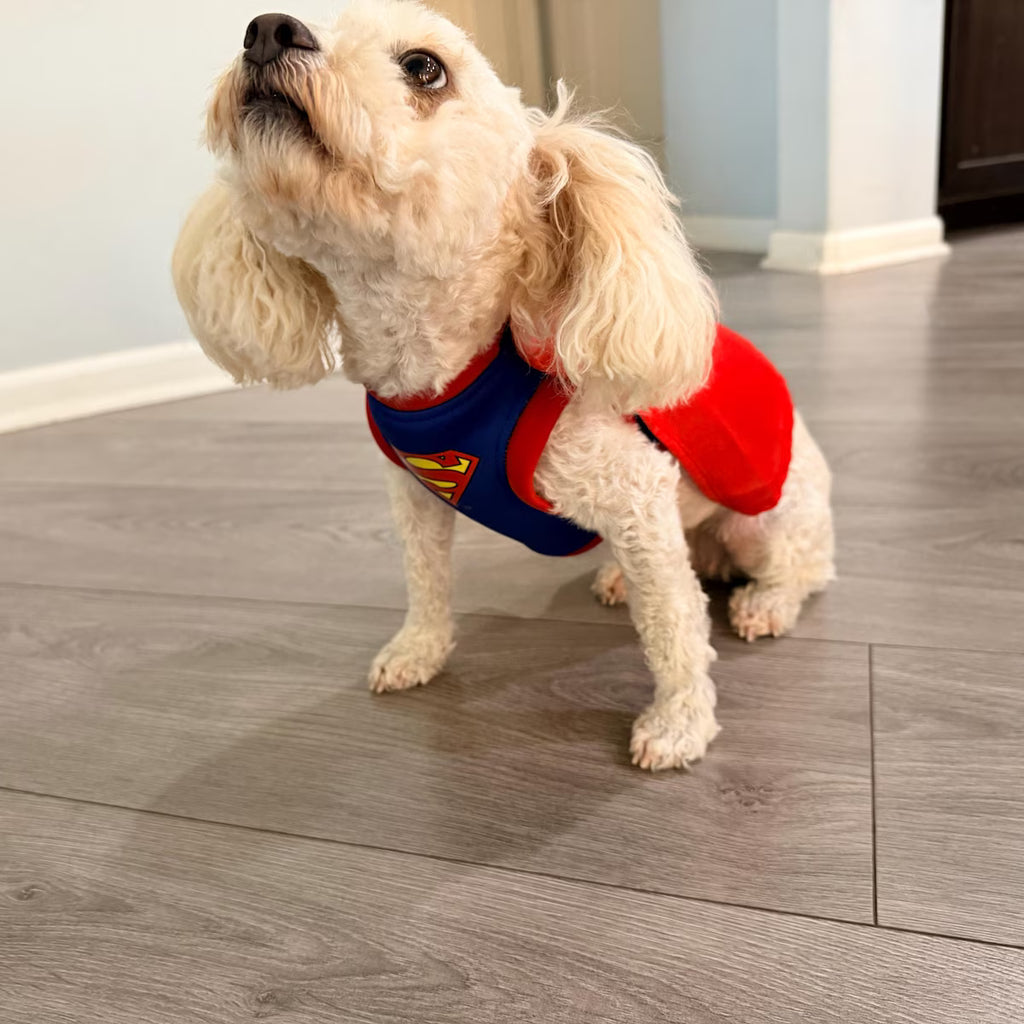 Superhero Dog Costume with Cape – Halloween Pet Costume for Small Dogs
