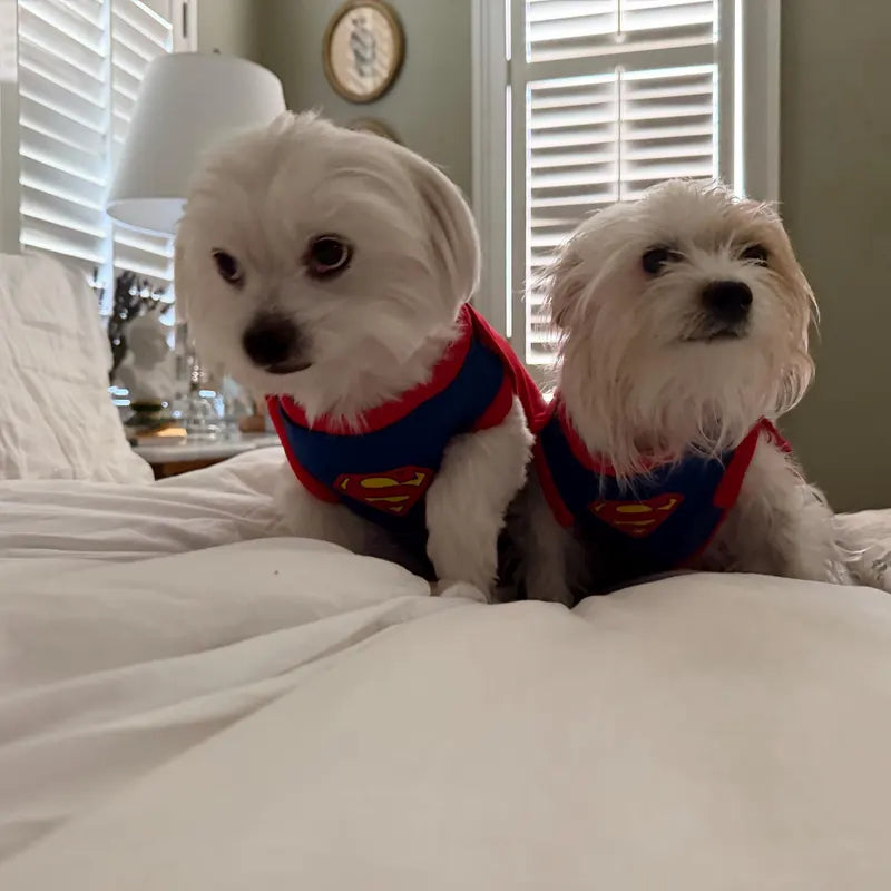 Superhero Dog Costume with Cape – Halloween Pet Costume for Small Dogs