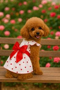 Dog valentines dress with bow